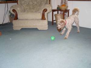 Wee Murphy the Jackadoodle