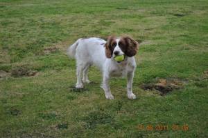 Angel ( from Orkney 