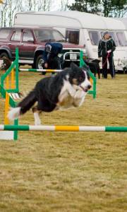 Second Chance agility dogs.jpg