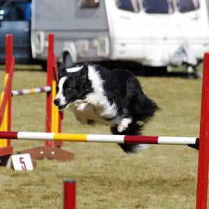 Second Chance agility dogs.jpg