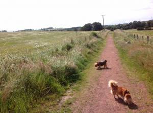 Second Chance Kennels