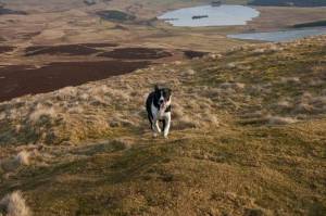 Holly a very Happy Hound (at last)