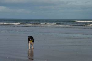 Holly a very Happy Hound (at last)