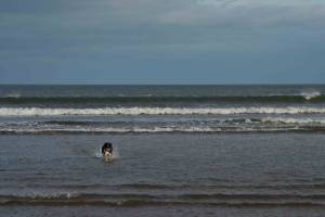 Holly a very Happy Hound (at last)