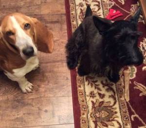 Second Chance Kennels