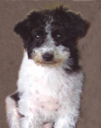 Second Chance Kennels