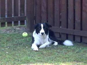 Second Chance Kennels