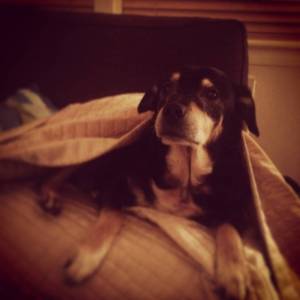 Second Chance Kennels