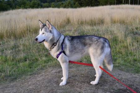 Second Chance Kennels