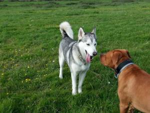 Second Chance Kennels