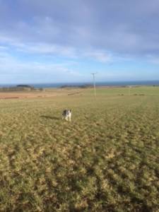 Bailey ( collie) and his best pals xx 