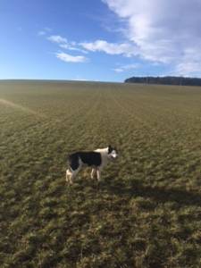 Bailey ( collie) and his best pals xx 