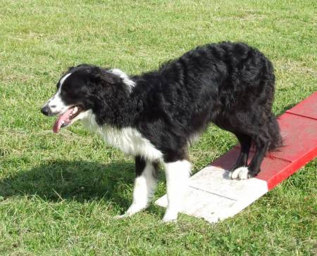 Chad Agility Star xx