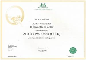 Chad Agility Star xx