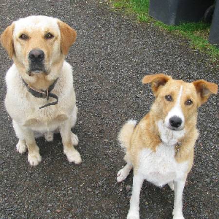Second Chance Kennels