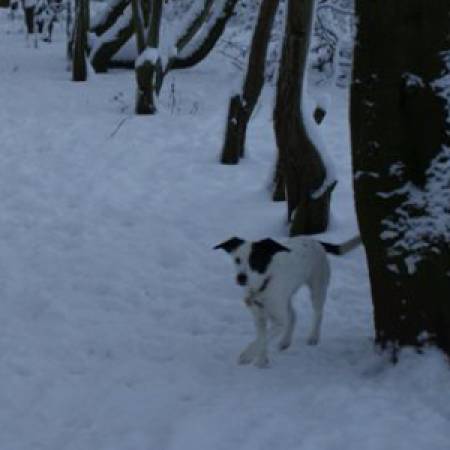 Second Chance Kennels