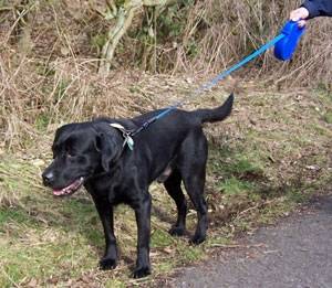 Second Chance Kennels