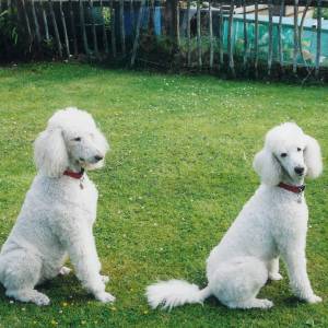 Second Chance Kennels