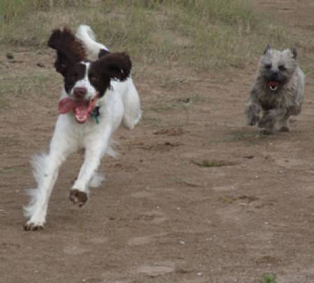 Alfie and Tobi