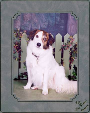 Second Chance Kennels