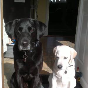 Second Chance Kennels