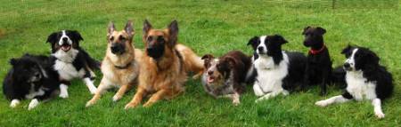 Second Chance Kennels