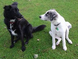 Second Chance Kennels