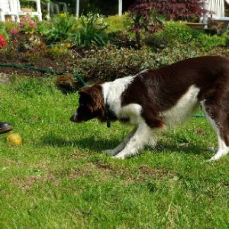 Second Chance Kennels