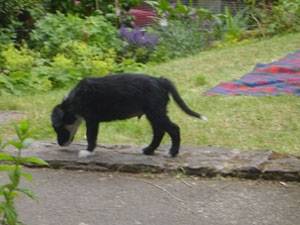 Cody (aka Louie), one of the 4 wee waifs