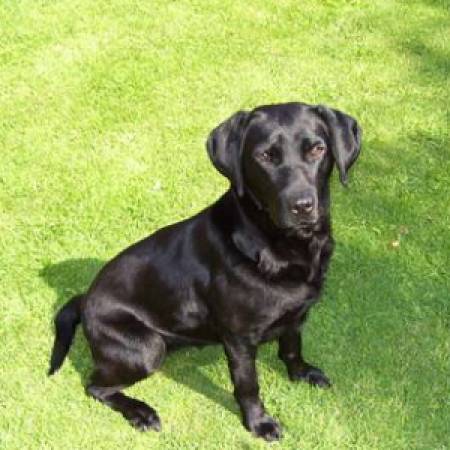Second Chance Kennels