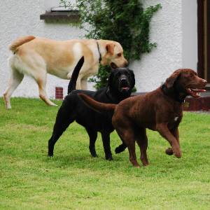 Second Chance Kennels
