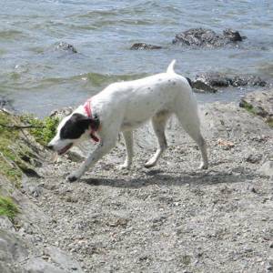 Second Chance Kennels