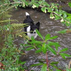 Second Chance Kennels