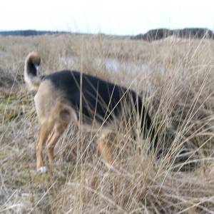 Second Chance Kennels