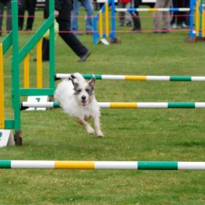 Second Chance Kennels