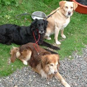 Paddy, Susie & Pip