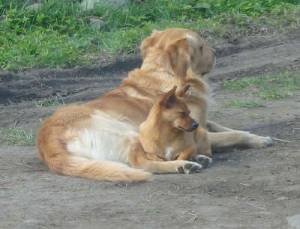 Second Chance Kennels