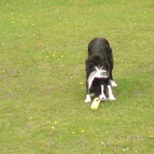 Second Chance Kennels