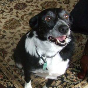 Second Chance Kennels