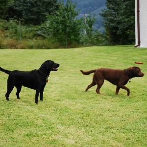 Second Chance Kennels