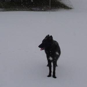 Second Chance Kennels