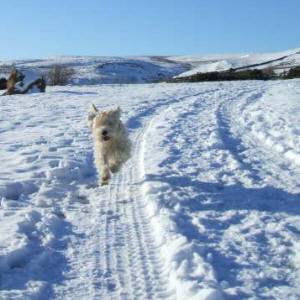 Second Chance Kennels