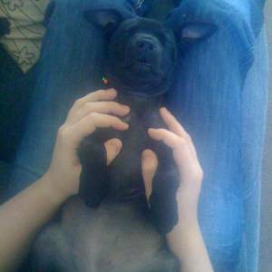 Second Chance Kennels