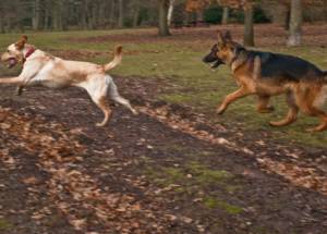 Second Chance Kennels