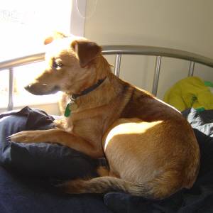 Second Chance Kennels