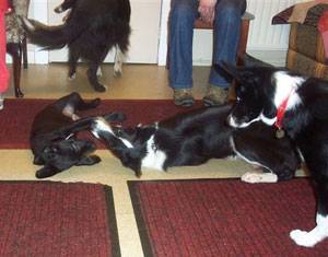 Second Chance Kennels