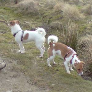 Second Chance Kennels