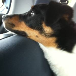 Second Chance Kennels