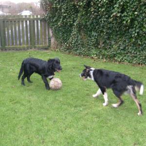 Second Chance Kennels