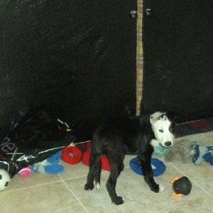 Second Chance Kennels